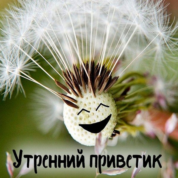 утренний приветик