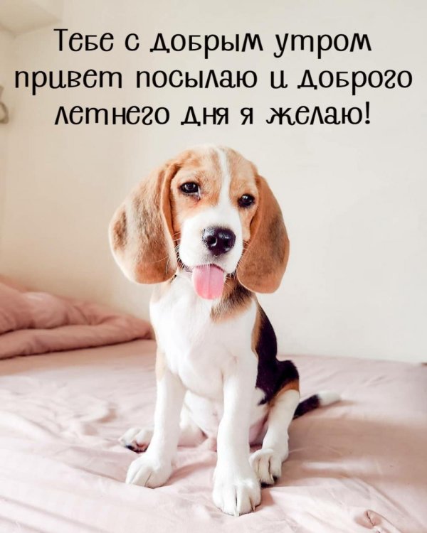 доброе утро собачка