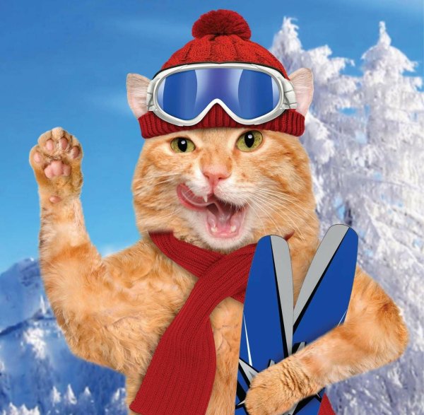 кот на сноуборде