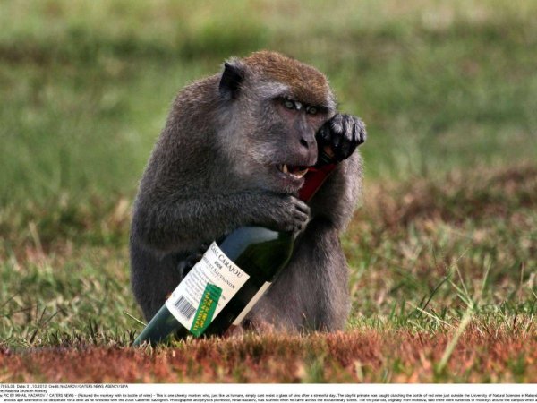 пьяное животное