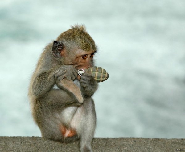 макака обезьяна