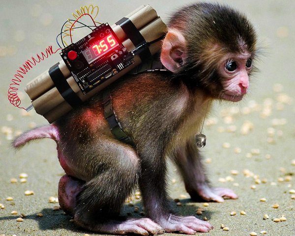 маленькая мартышка