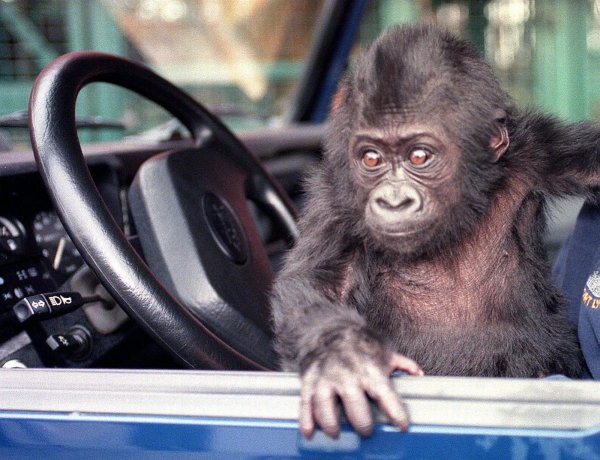 детеныш гориллы