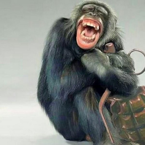 шимпанзе улыбается