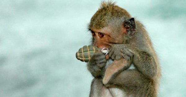 макака с гранатой