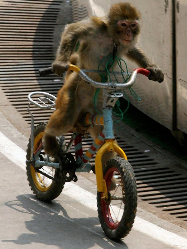обезьянк на велосипеде