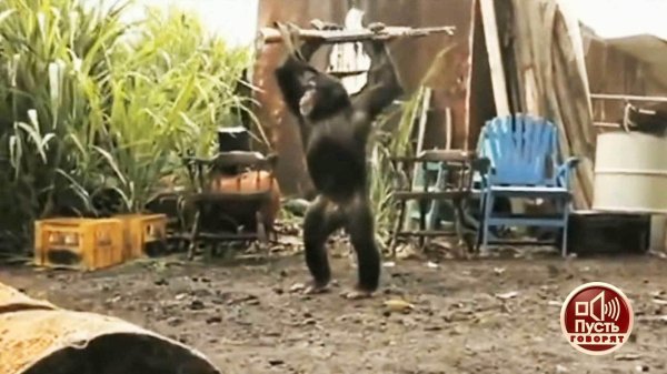 Обезьяна с гранатой