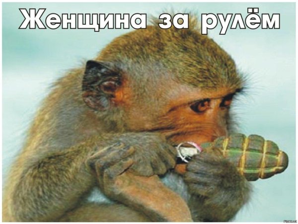 макака с гранатой