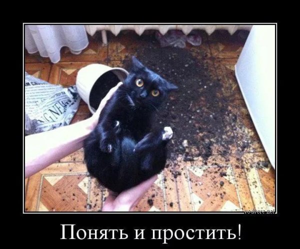черный кот демотиватор