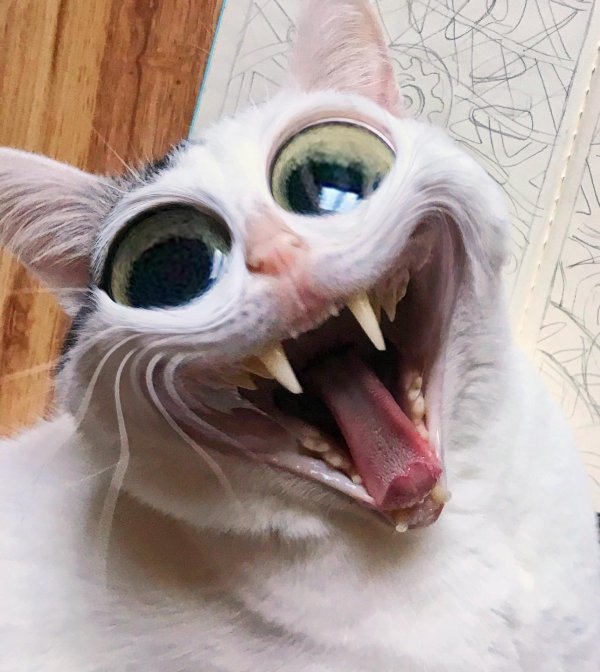На аву ржачные