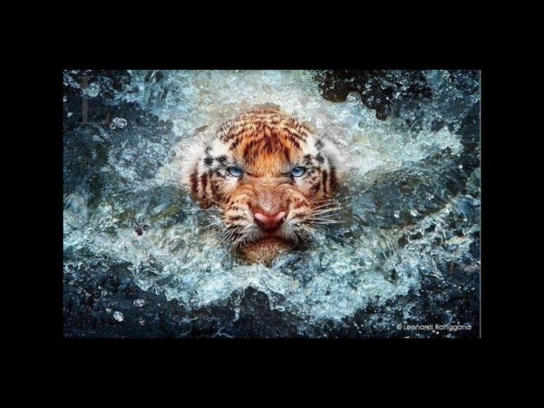 плывущий тигр