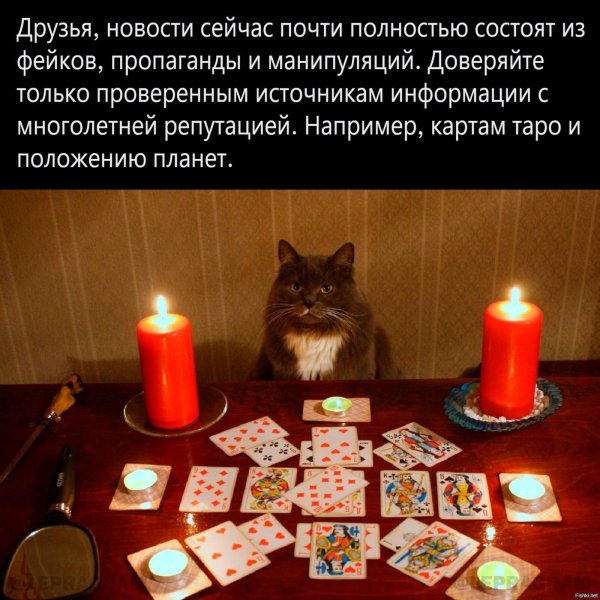 котик гадает