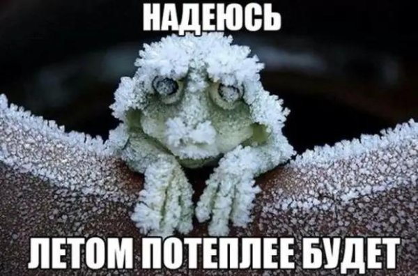 анабиоз лягушки