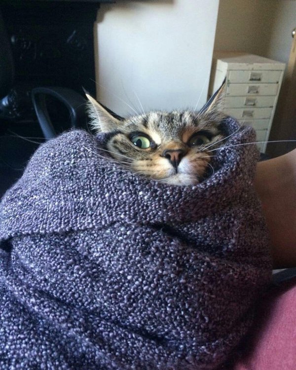 котик в пледе