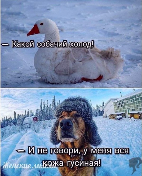 собачий холод