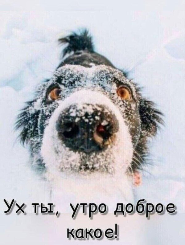 доброе утро собаки зима