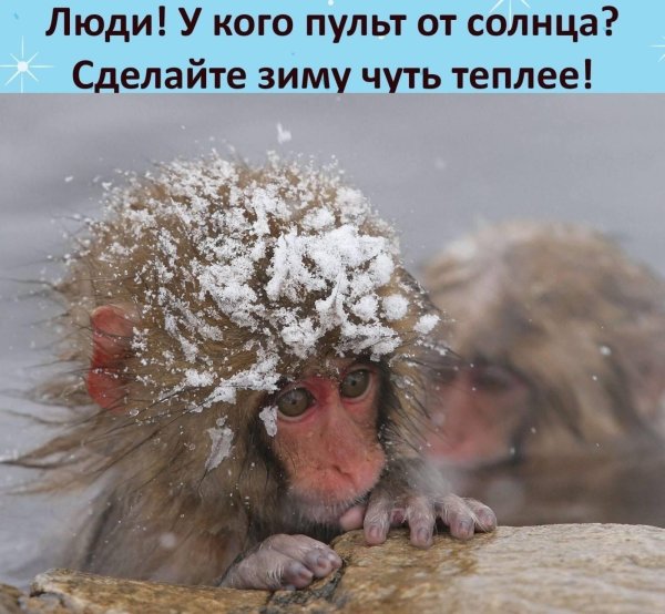 обезьянки в горячем источнике