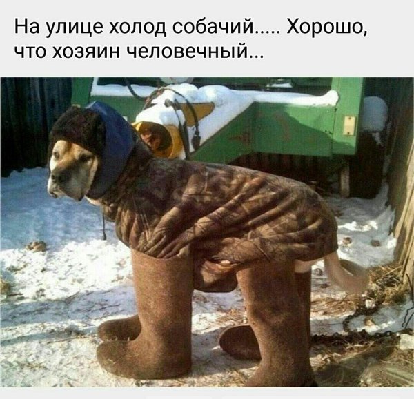 холод собачий