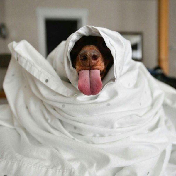 больные животные