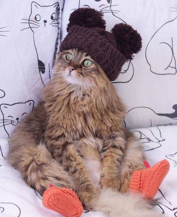 котик в шапочке