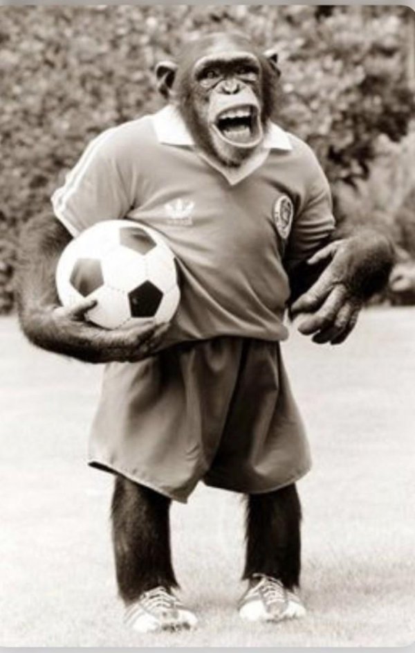 спортивные обезьянки