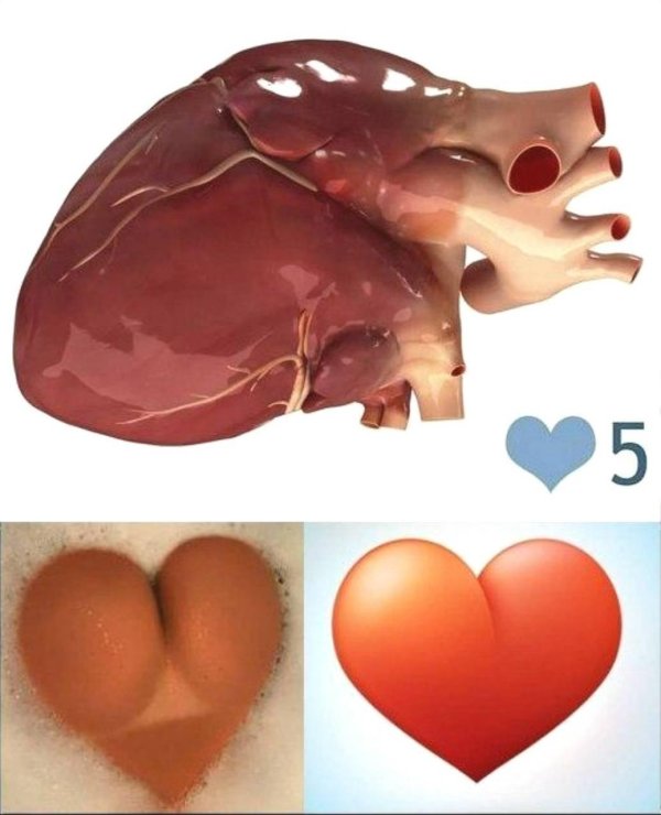 сердца анатомия