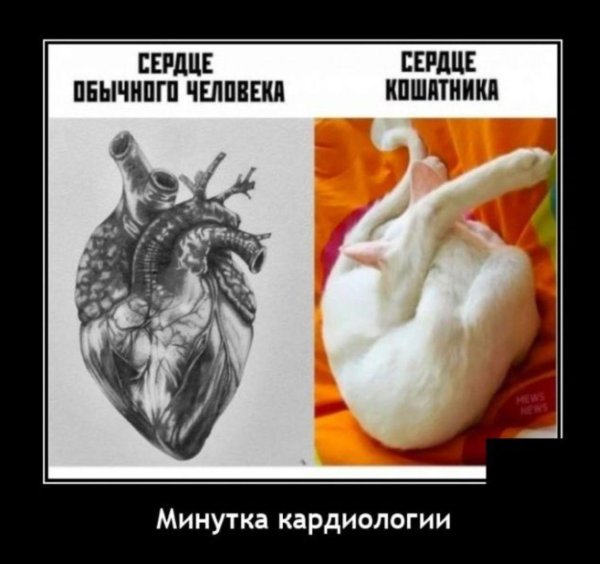 сердца человека