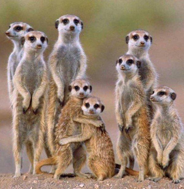 сурикаты семейство