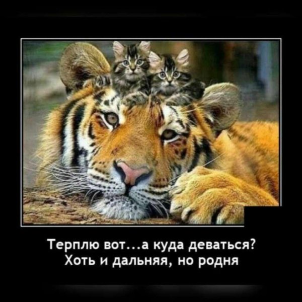 тигр тигрица