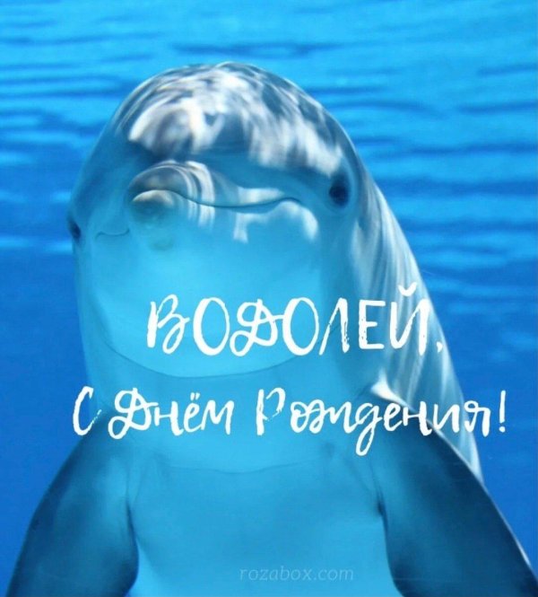 милые дельфины