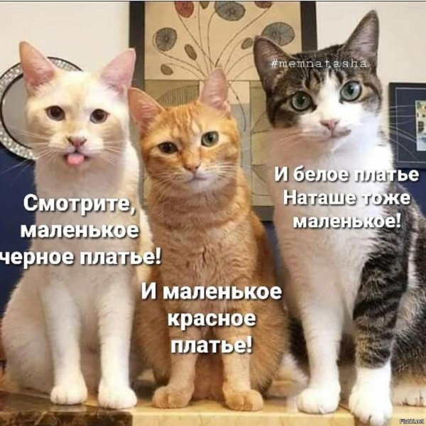 коты наташ