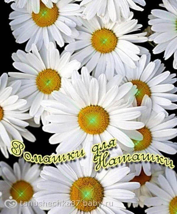 ромашка цветки