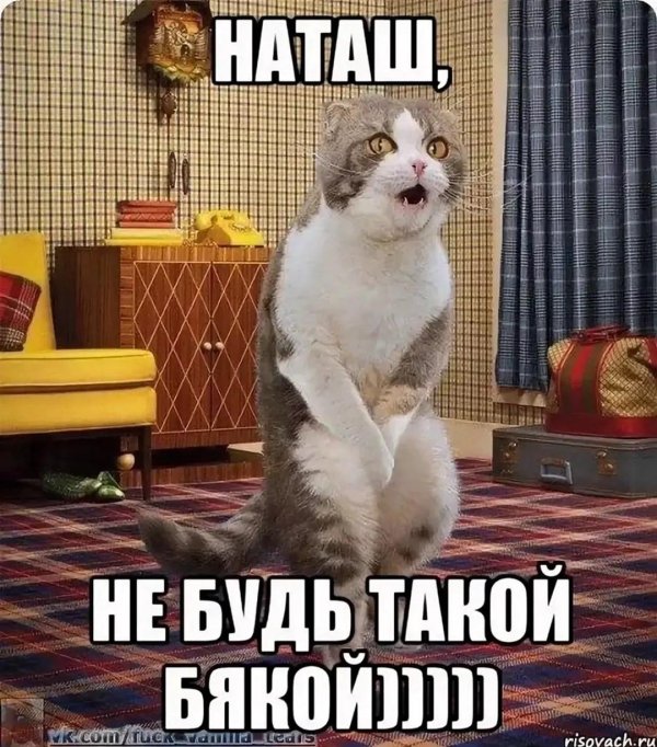котик мэм