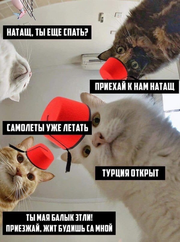 приколы про наташу и котов