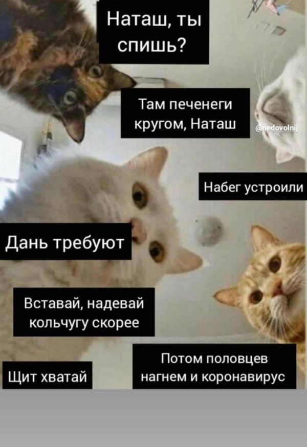 коты наташ