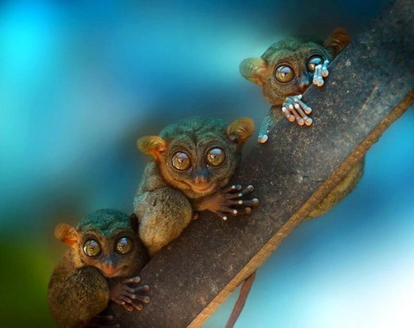 суматранский долгопят