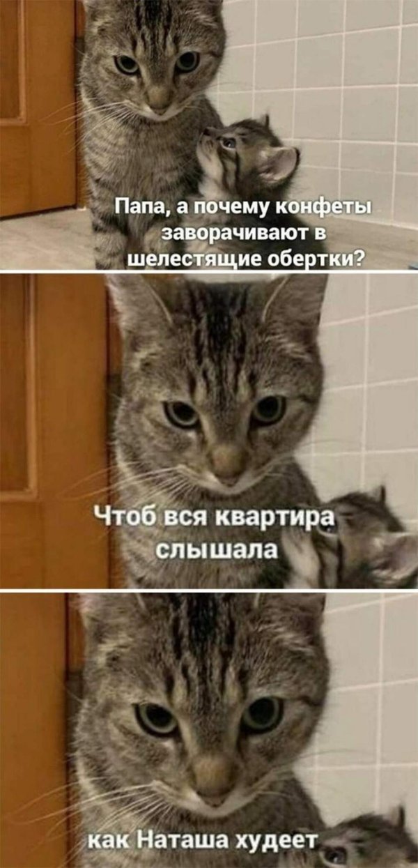 про котиков