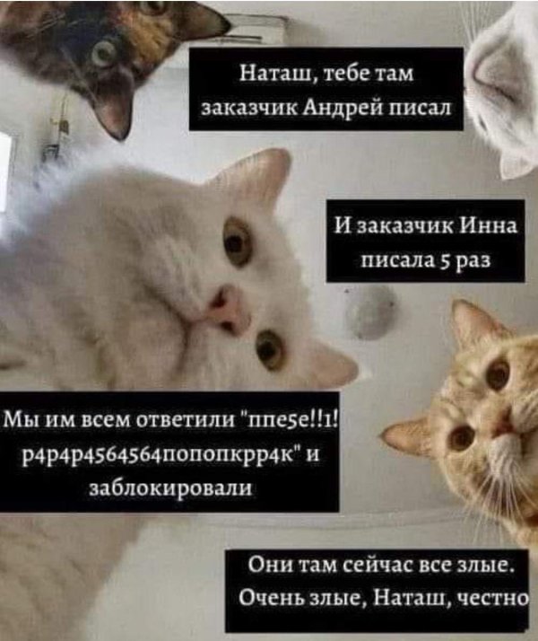 коты наташ