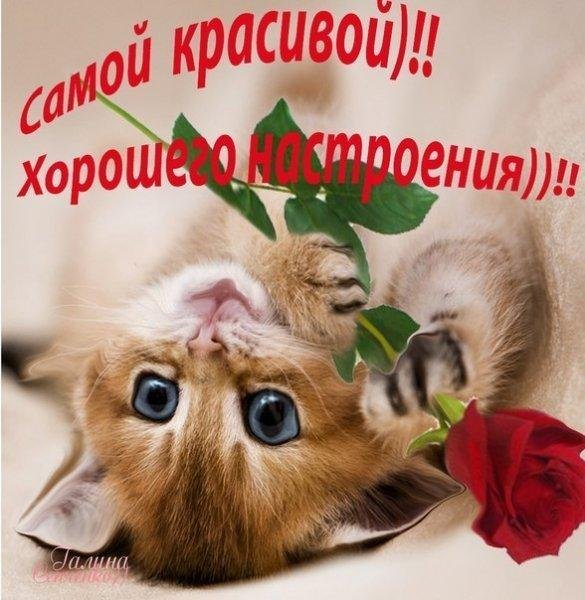 милые котенок