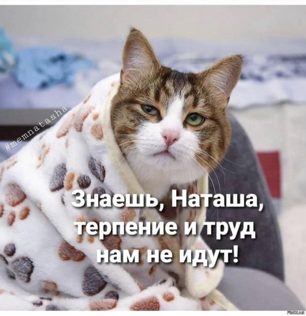 коты наташ