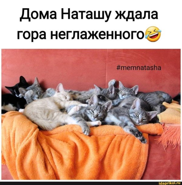 кошки много