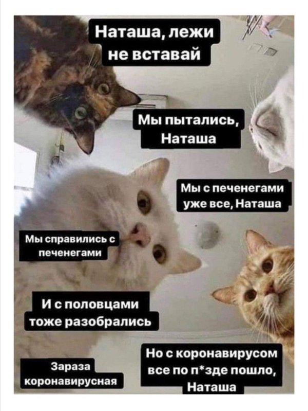 коты наташ