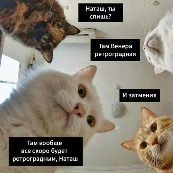 коты наташ