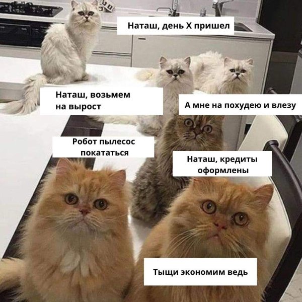 коты наташ