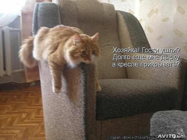 котоматрица закрылась