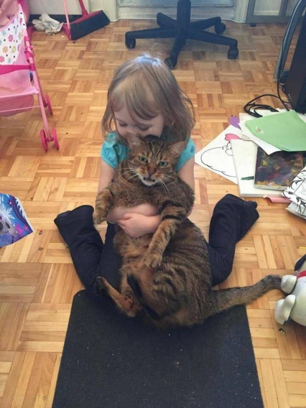 мучает кота