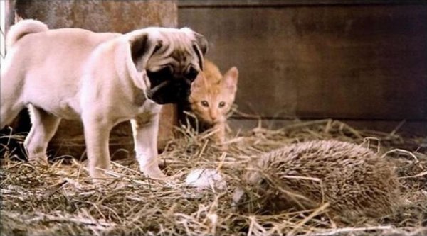 животное смешное