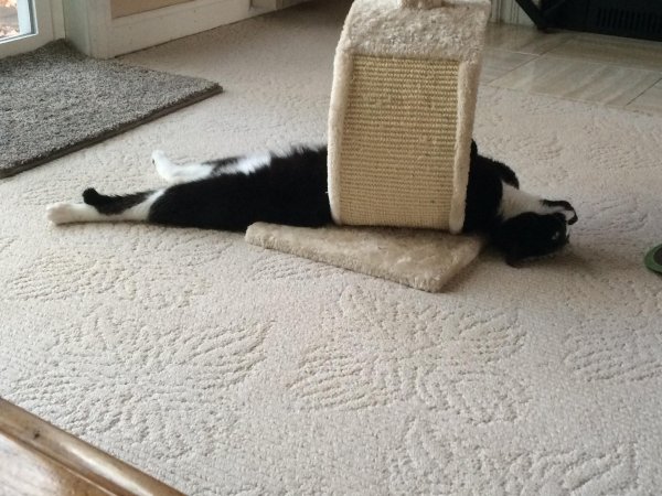 смешной котик