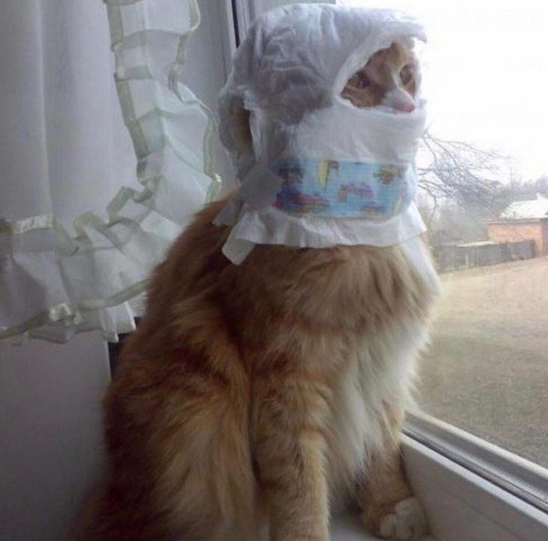 смешные котики до слёз ржака