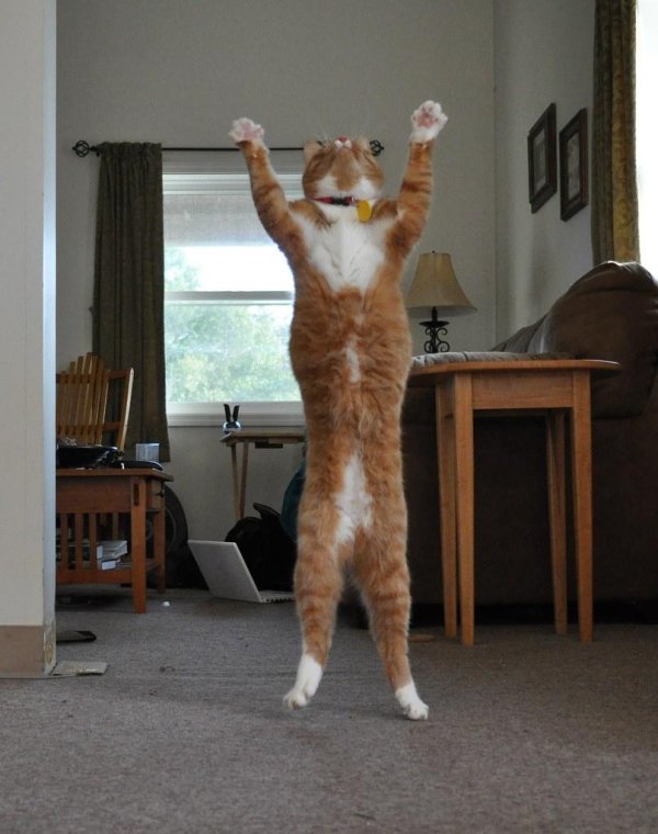 забавные кошки